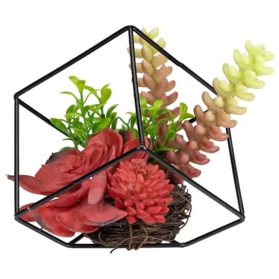 5.5" Succulent Arrangement in Black Metal Wire Frame {4}