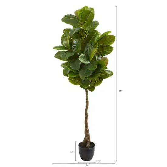 5.5ft. Potted Rubber Leaf Tree {3}