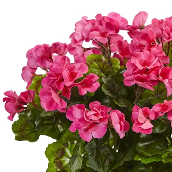 13" Beauty Geranium in Rectangular Planter {3}