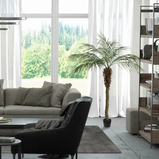 6ft. Potted Pheonix Palm Tree {3}