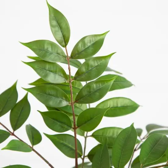 3.5ft. Potted Sumac Tree {6}