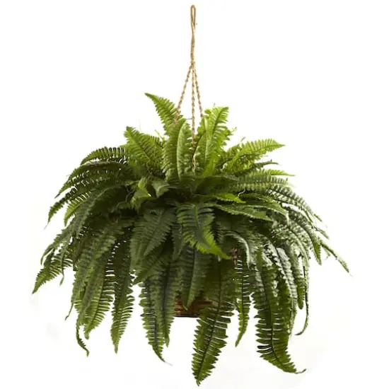 2.5ft. Double Boston Fern Hanging Basket {3}