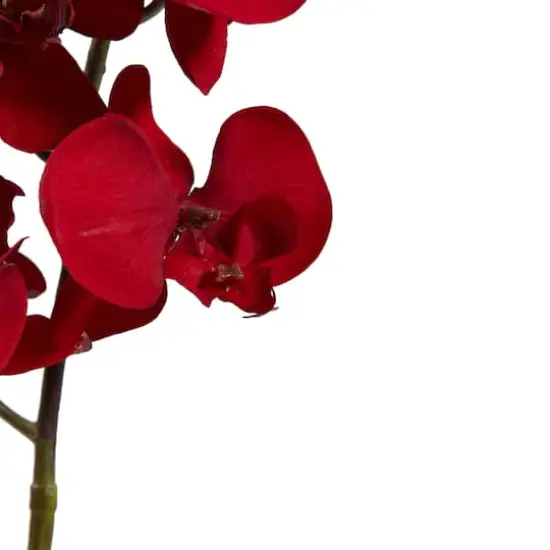 Christmas Red Moth Orchid Pick, 4ct. {4}