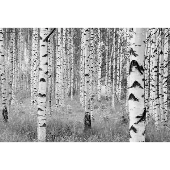 Komar Birch Forest Wall Mural {1}