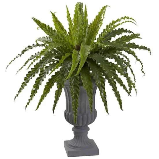 2.5ft. Birdsnest Fern with Urn {1}