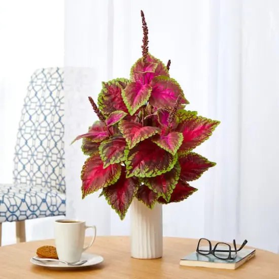 2ft. Coleus Plant in White Planter {4}