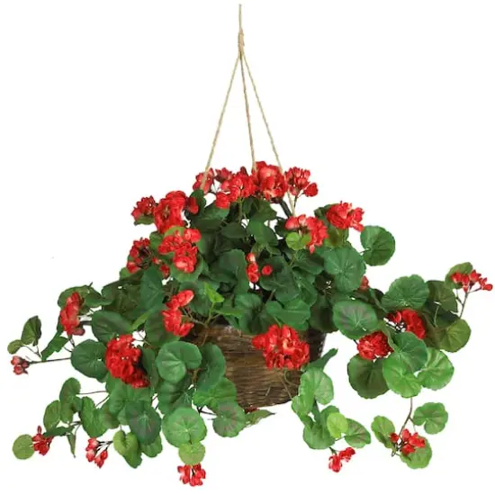 24" Red Geranium in Hanging Basket {1}
