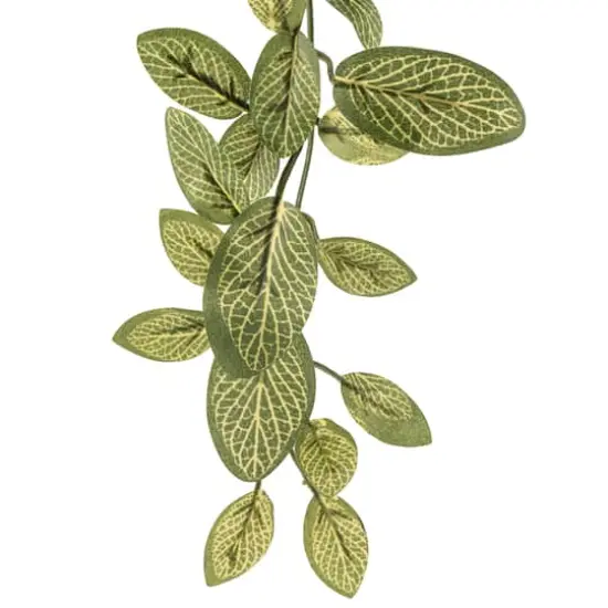 Fittonia Hanging Bush Classic Greeery by Ashland&reg; {4}