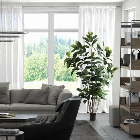 7ft. Potted Green Rubber Tree {3}