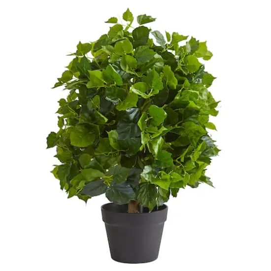 2ft. Potted Ficus Tree {1}