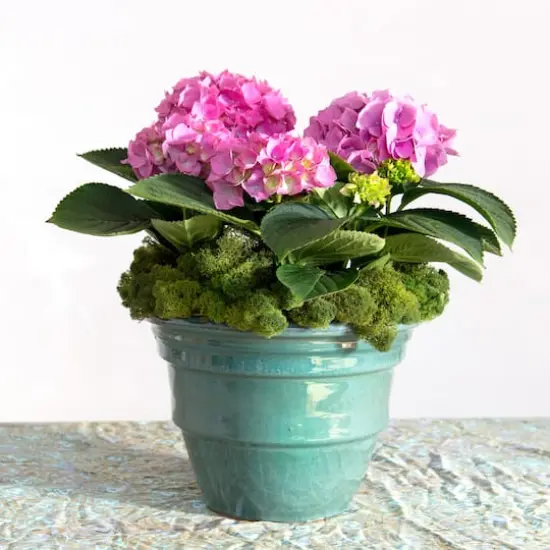 SuperMoss&reg; Basil Reindeer Moss {4}