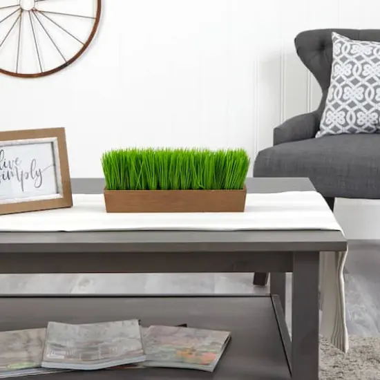 5" Grass Plant in Decorative Planter {5}