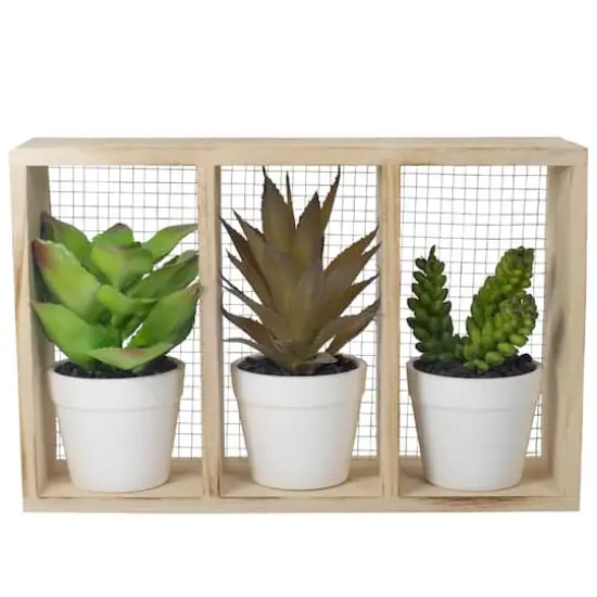 10.75" Mixed Potted Succulents in Wooden Box {1}