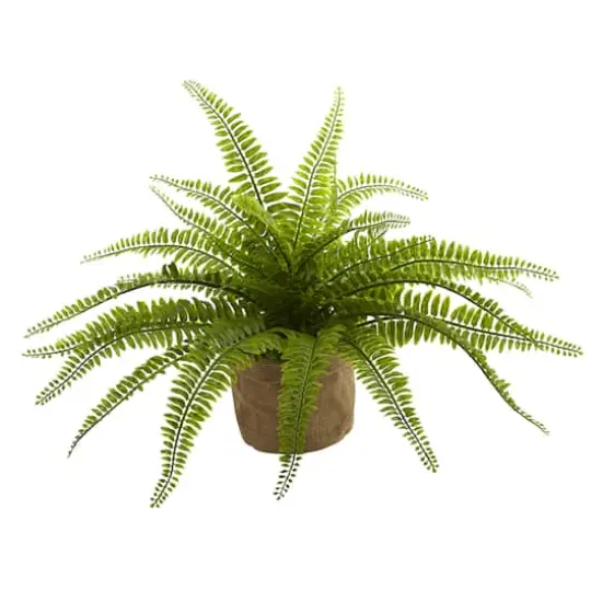 15" Boston Fern with Burlap Planter, 2ct. {5}
