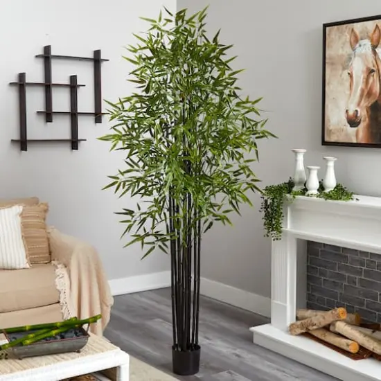 6ft. Potted Black Bamboo Tree {7}
