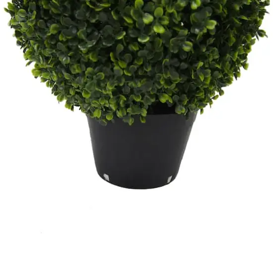 2ft. Potted Boxwood Teardrop Shaped Bush {5}