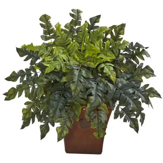 2ft. Holly Fern in Brown Planter {1}
