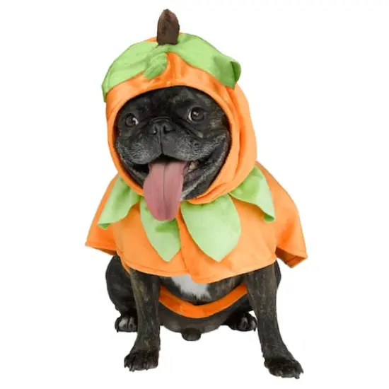 Pumpkin Dog Costume by Ashland&reg; {1}