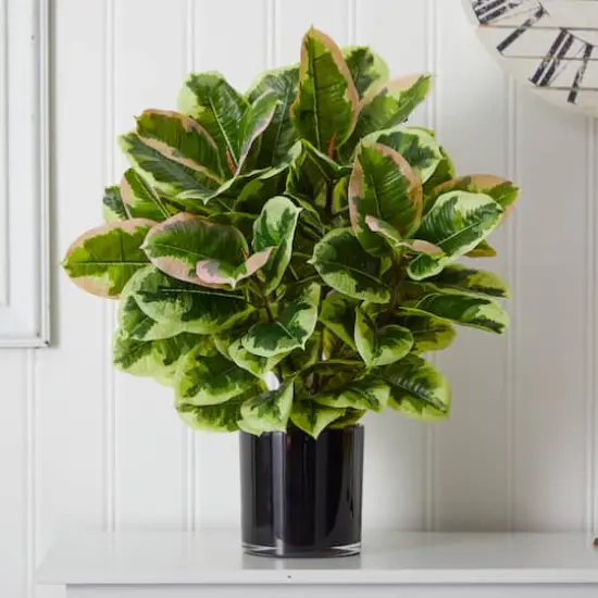 2ft. Rubber Plant in Glossy Cylinder {5}