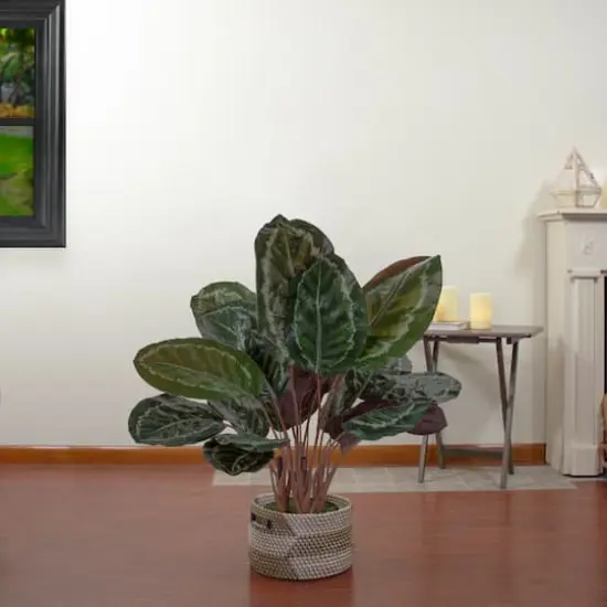 2.5ft. Potted Green Leaf Calathea Plant {3}