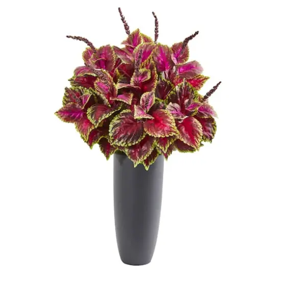 3.5ft. Coleus Plant in Gray Planter {1}