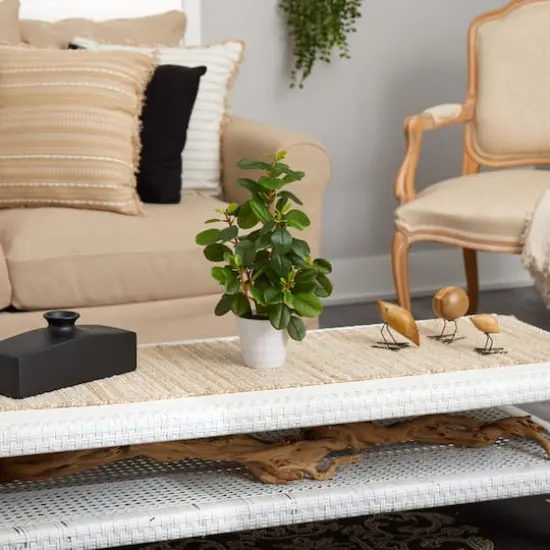 16" Peperomia Plant in Decorative Planter {5}