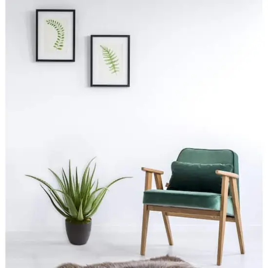 2ft. Potted Aloe Plant {3}