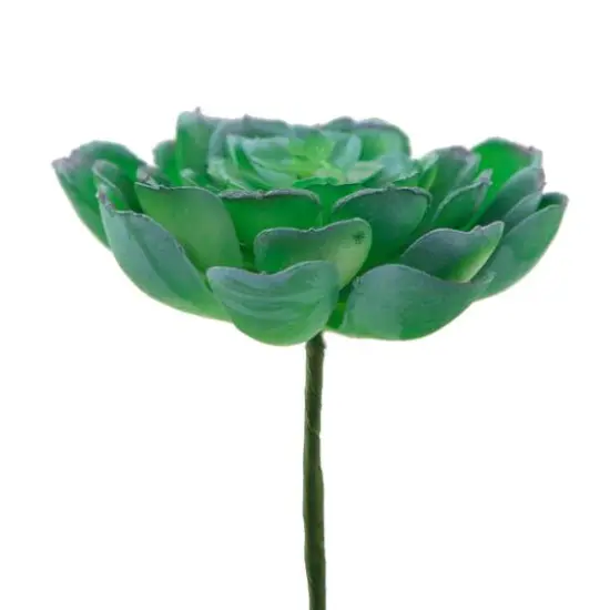 Flora Bunda&reg; Large Echeveria Powder Succulent Pick, 6ct. {3}