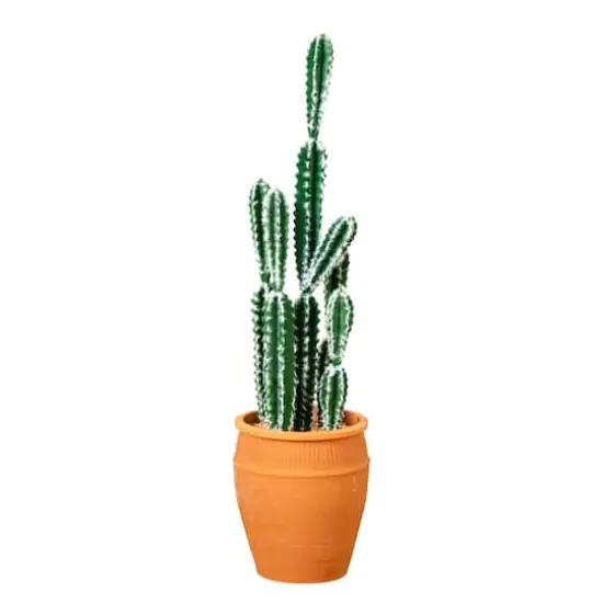 3ft. Cactus in Terracotta Planter {1}