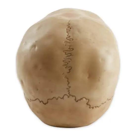 7" Grinning Highly Realistic Replica Human Skull Statue Home D&eacute;cor {3}