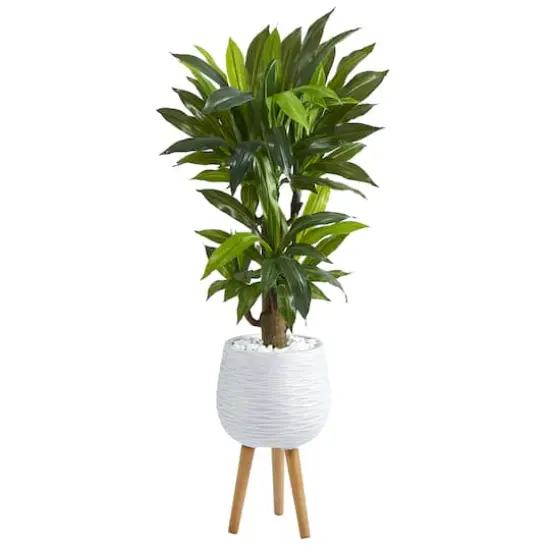 4ft. Corn Stalk Dracaena Plant in White Planter with Stand {1}