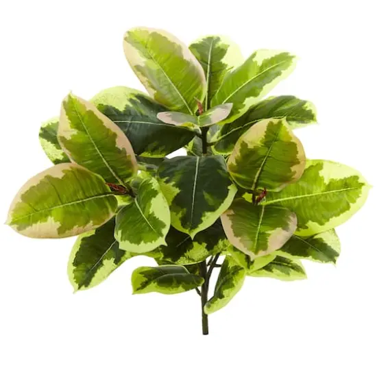 Green Rubber Leaf Plant, 3ct. {3}