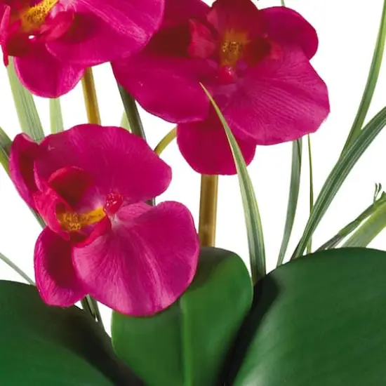 21" Moth Orchid Flower Arrangement in Ceramic Pot Beauty {3}