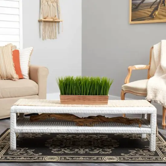 10" Vanilla Grass Plant in Decorative Planter {6}