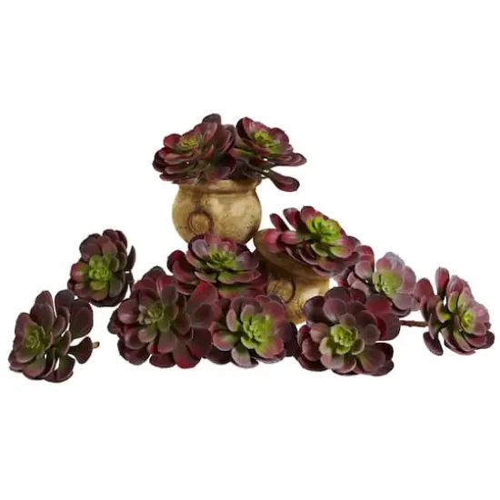 Burgundy Echeveria Succulent Pick, 12ct. {1}