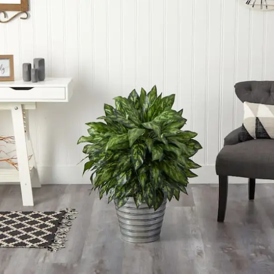 3ft. Silver King Plant in Decorative Tin Bucket {4}