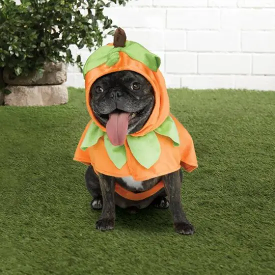 Pumpkin Dog Costume by Ashland&reg; {3}