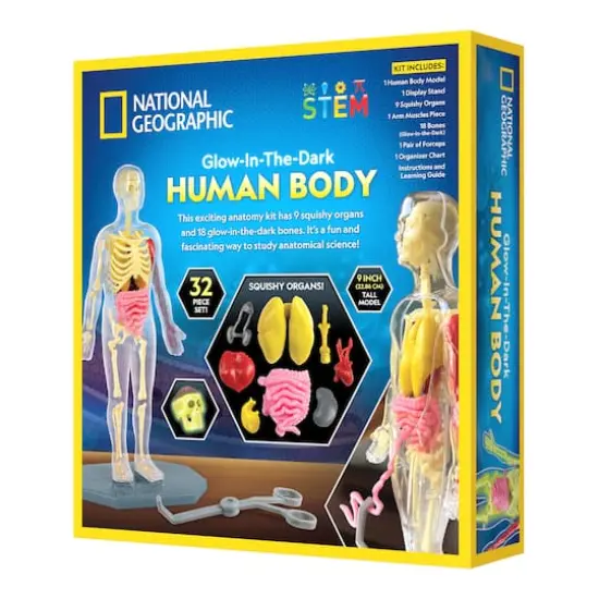 National Geographic&trade; Glow-in-the-Dark Human Body {6}