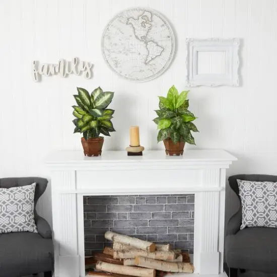 20.5" Assorted Dieffenbachia In Wood Vase, 2ct. {6}