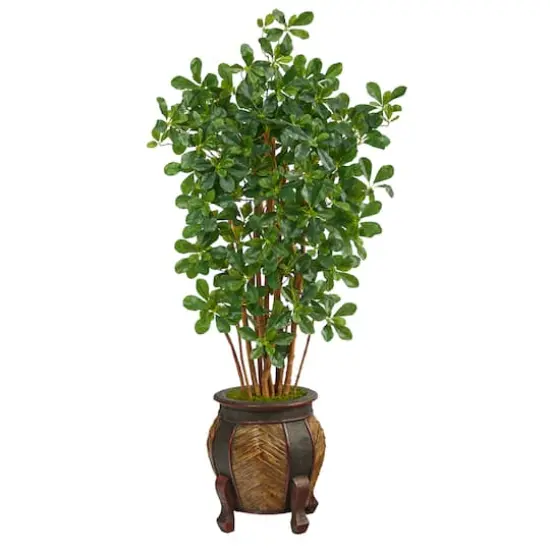 4.5ft. Black Olive Tree in Decorative Planter {1}