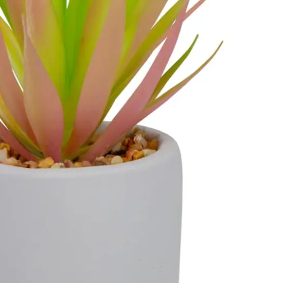 6.5" Green & Pink Sword Grass in White Pot {5}