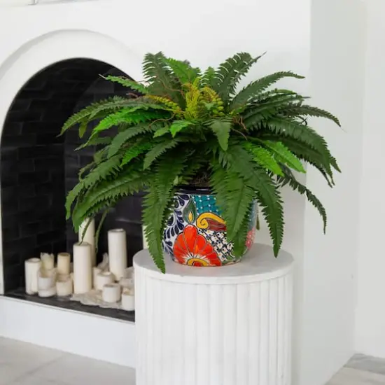3.5ft Artificial Double Boston Fern in Handmade Mexican Talavera Ceramic Planter {4}