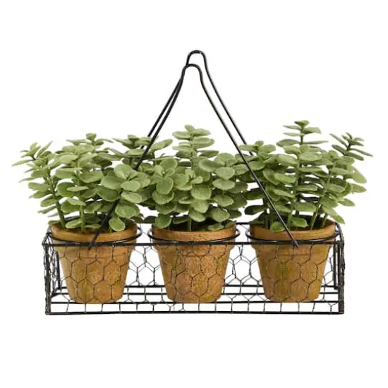 7" Potted Jade Garden Plants in Hanging Wire Planter {1}
