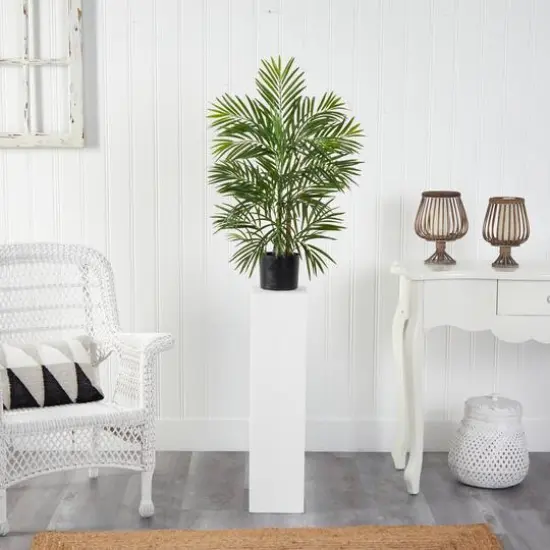 2.5ft. Potted Areca Palm {6}