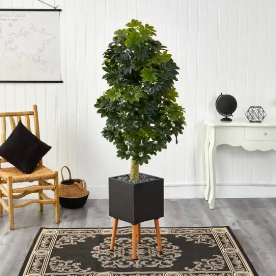 70" Schefflera Tree in Black Planter with Stand {4}