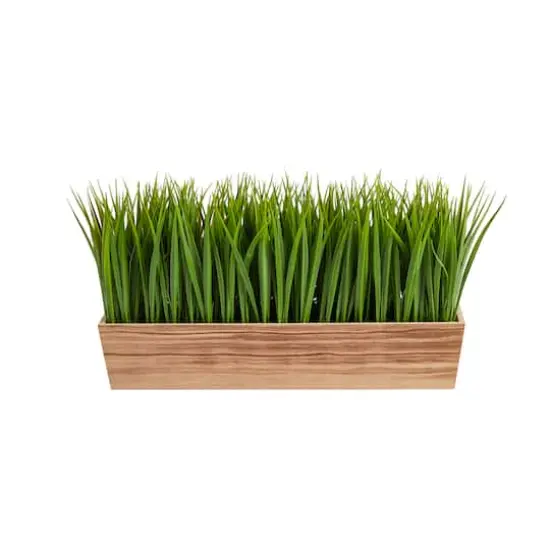 10" Vanilla Grass Plant in Decorative Planter {1}
