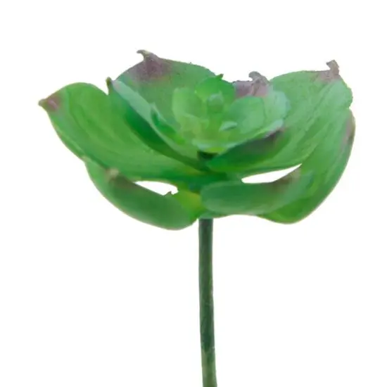 Flora Bunda&reg; Small Echeveria Afterglow Succulent Pick, 12ct. {3}