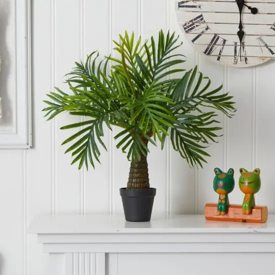 2ft. Robellini Palm Tree in Black Planter {4}