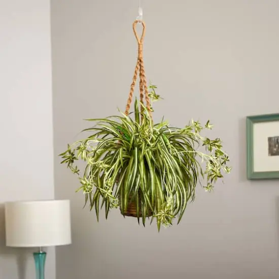20" Spider Plant Hanging Basket {5}