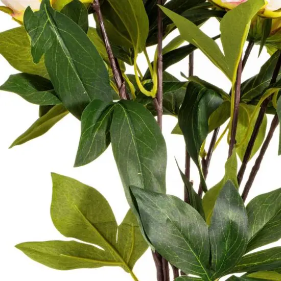 Cream & Pink Peony Bush {7}